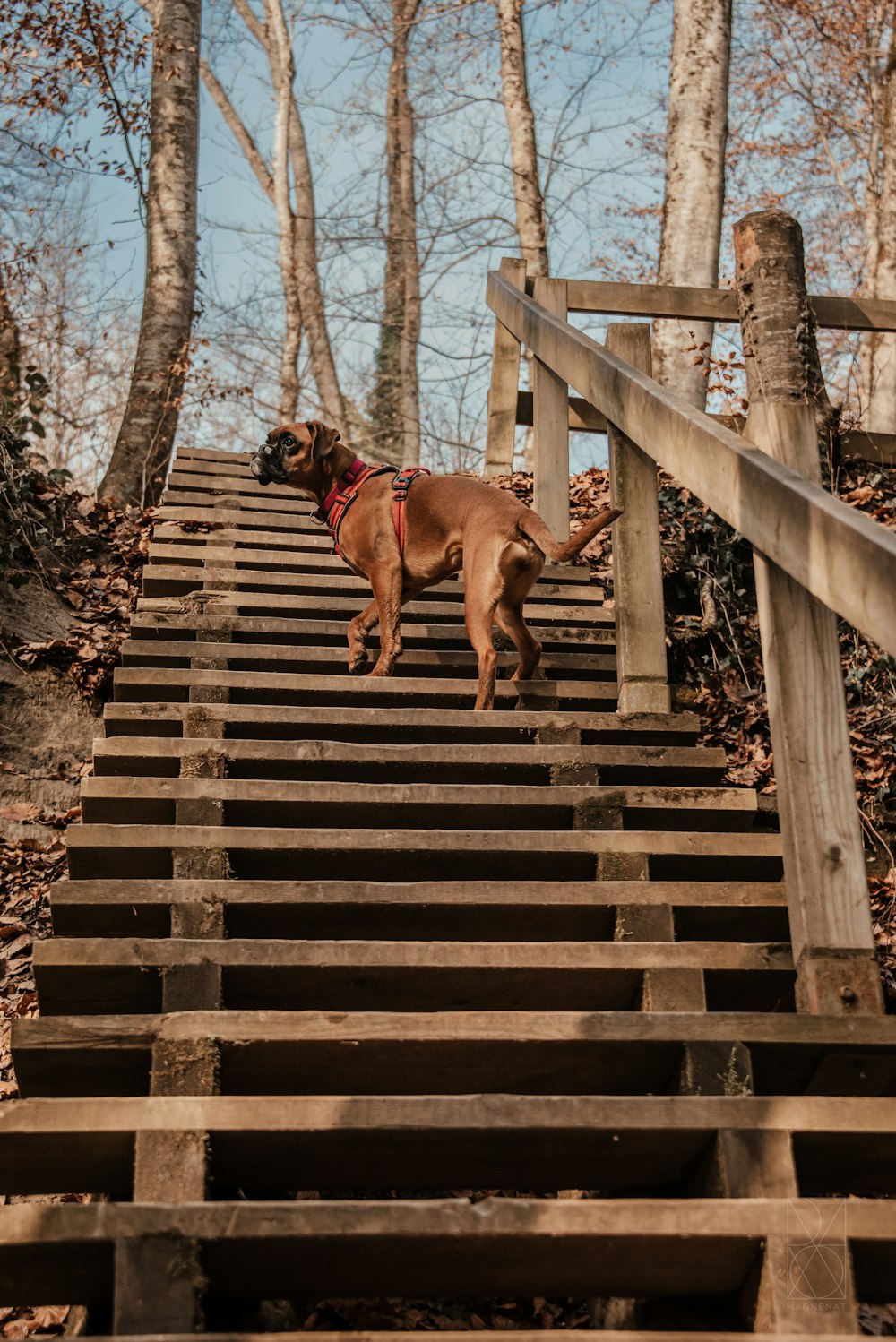 a dog is walking up a set of stairs