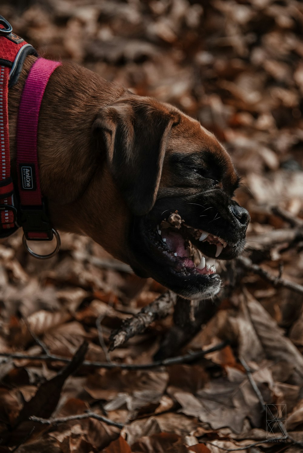 a dog with its mouth open and a leash around it's neck