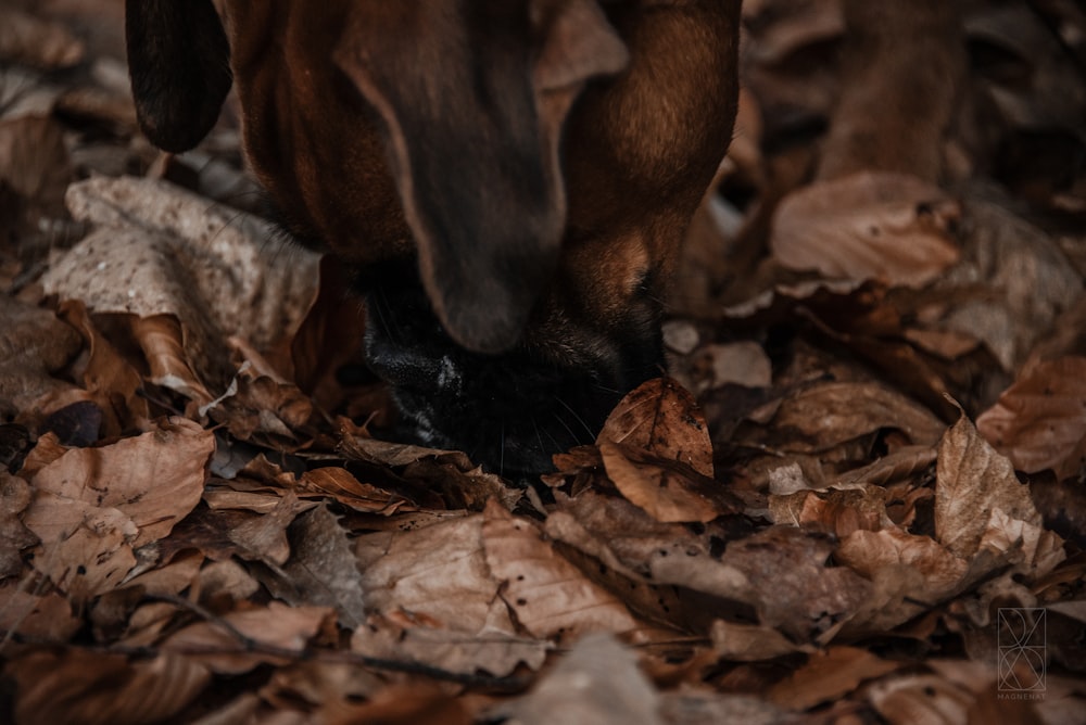 a dog is sniffing the leaves on the ground