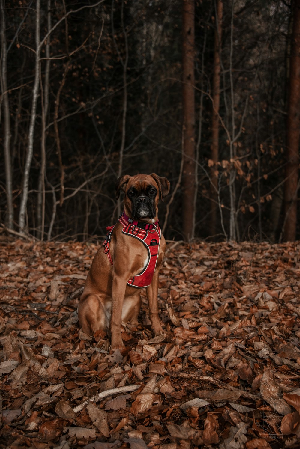 a brown dog sitting in a pile of leaves