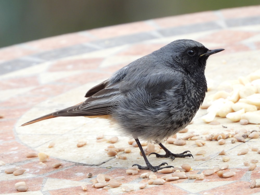 a small bird is standing on a table