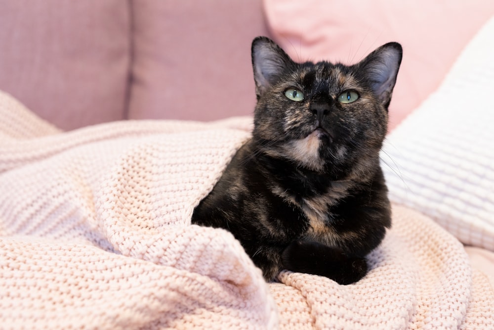 a black cat sitting on top of a pink couch