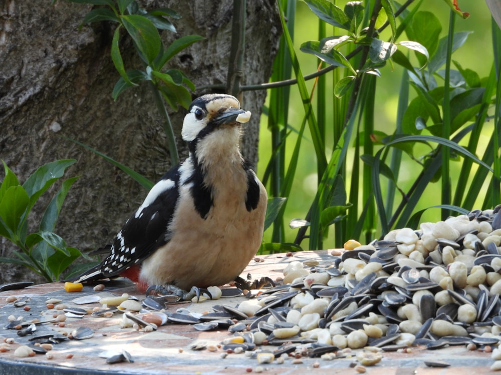 a bird sitting on top of a table filled with seeds