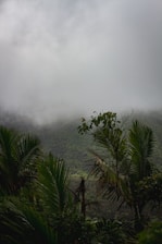 A misty morning view of dense tropical forest in Ujungkulon National Park.