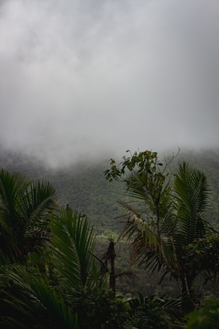 A misty morning view of dense tropical forest in Ujungkulon National Park.