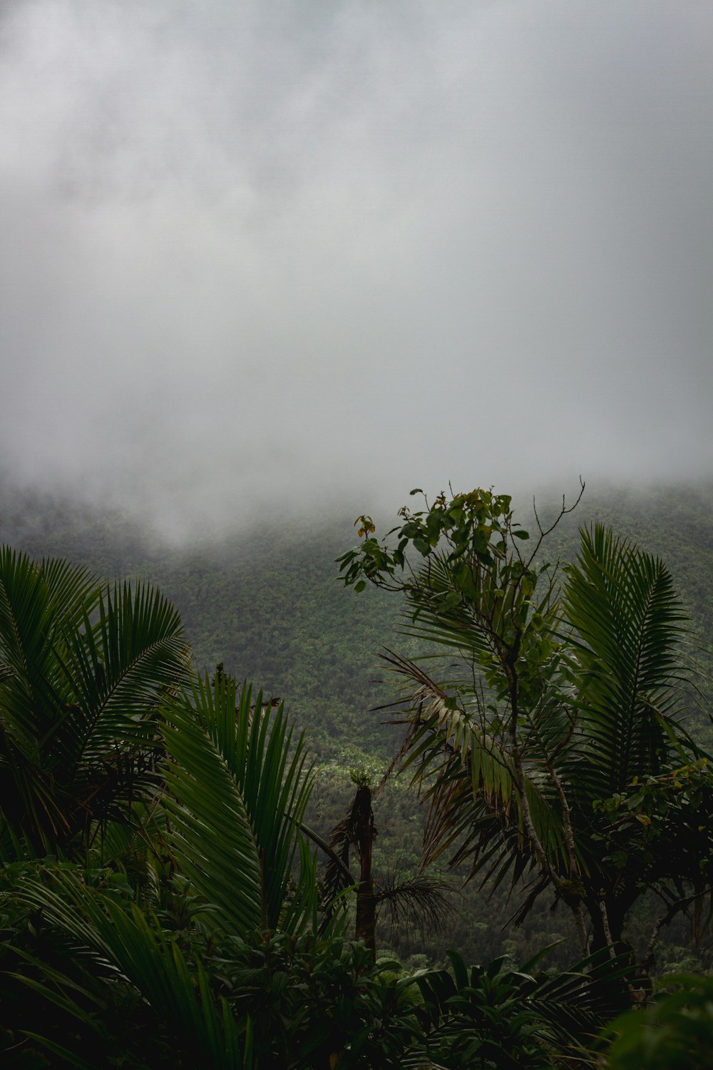 a foggy mountain with trees and bushes in the foreground