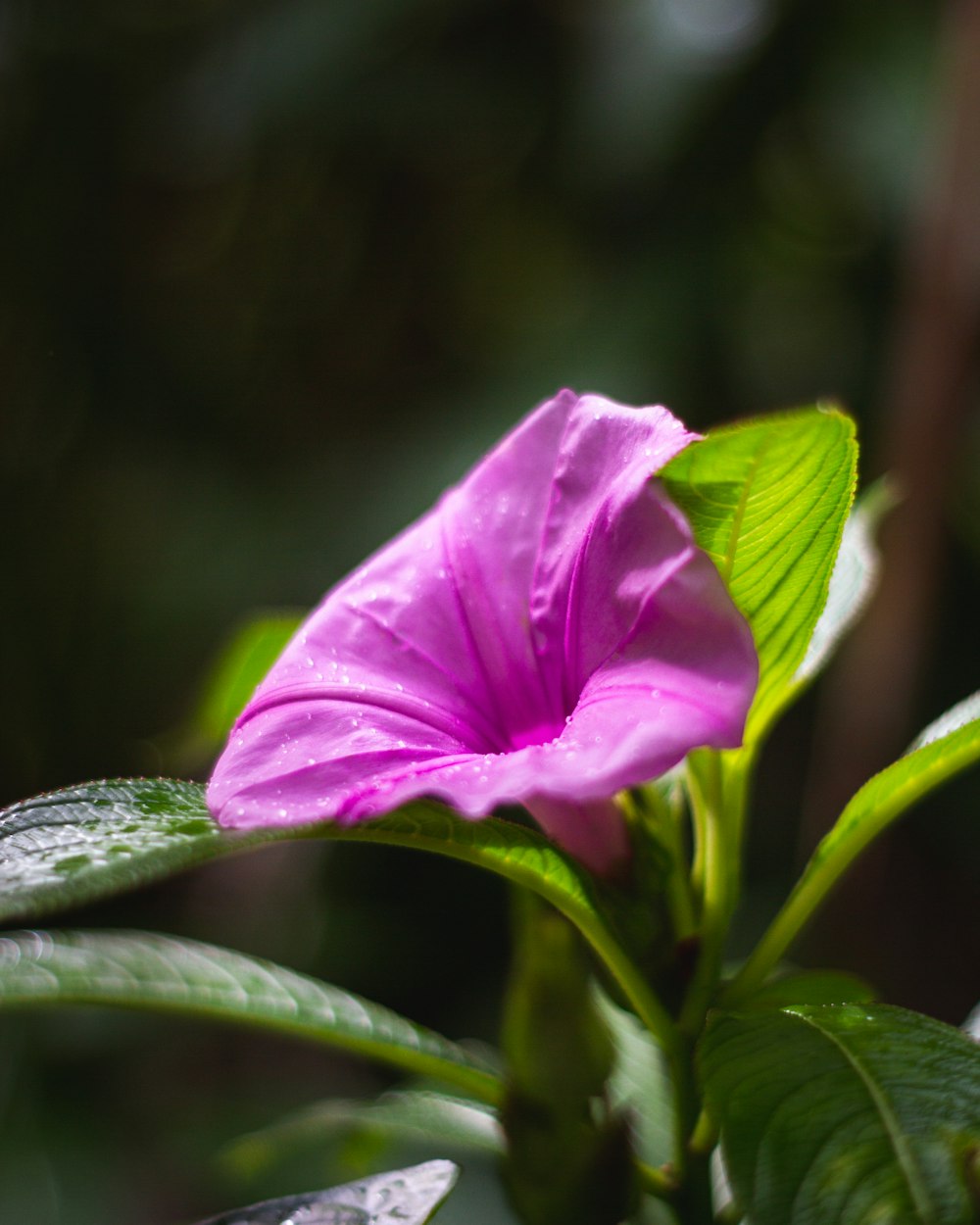 eine rosa Blume mit grünen Blättern im Hintergrund