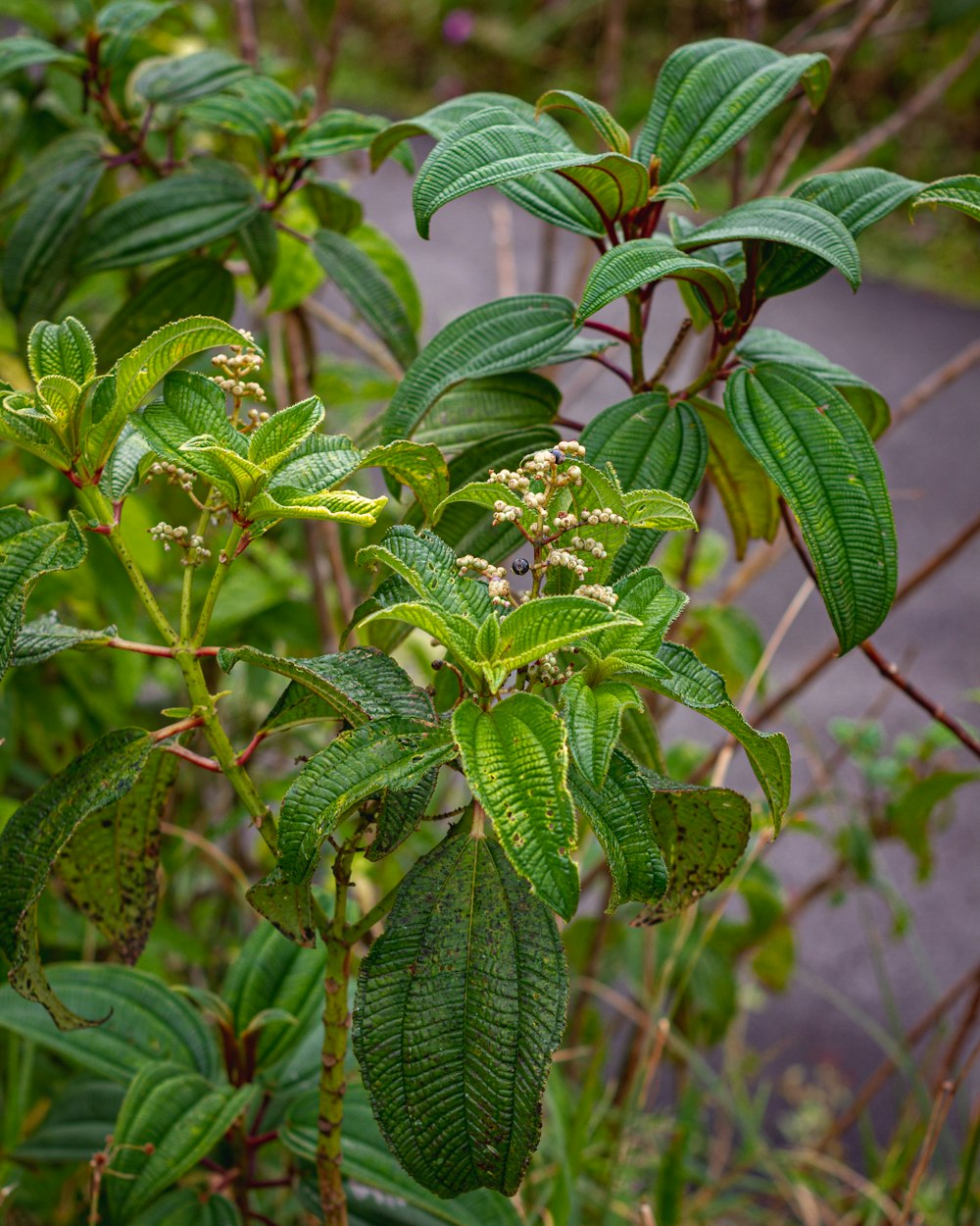 a close up of a plant with green leaves