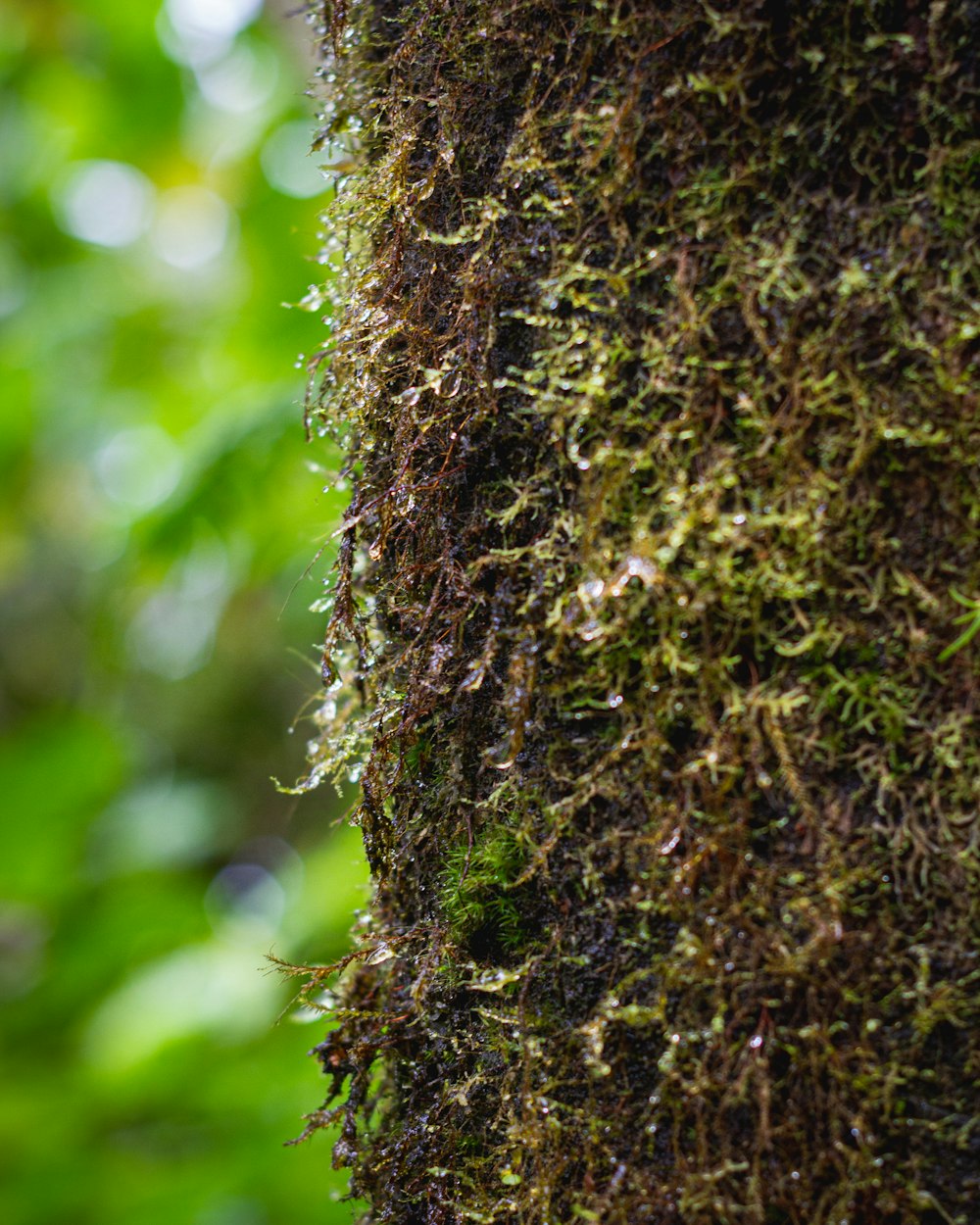 a close up of a tree with moss growing on it