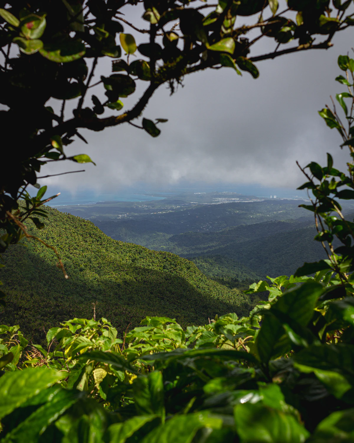 Vista de las montañas boscosas de Puerto Rico desde lo alto de una colina