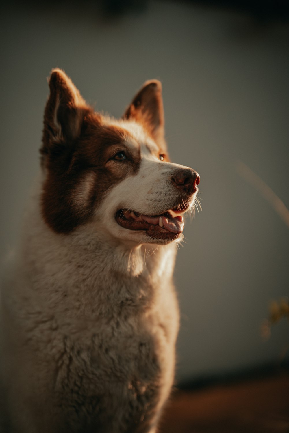 a brown and white dog sitting on top of a wooden floor