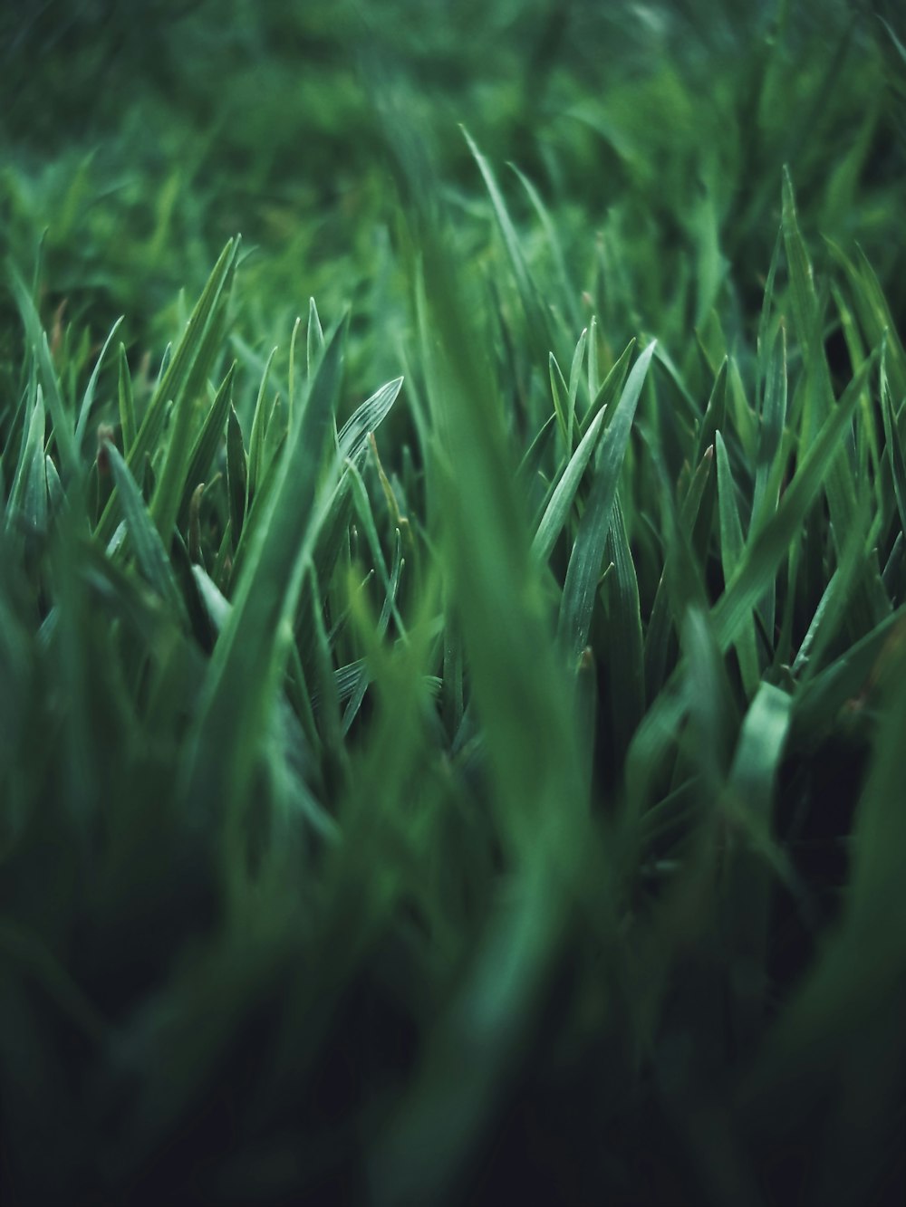 a close up of some green grass with a blurry background