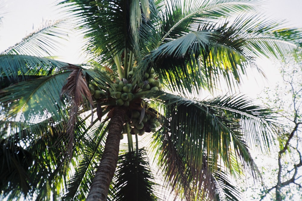 a palm tree with a bunch of unripe bananas on it