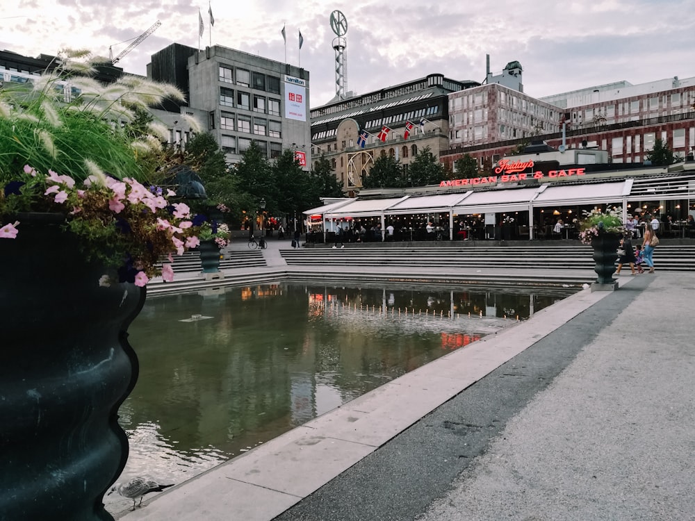 a pond with a bunch of flowers in it