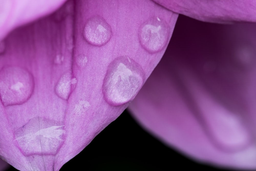 um close up de uma flor roxa com gotículas de água