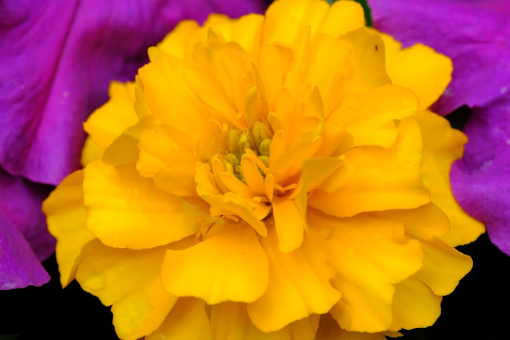 a close up of a yellow and purple flower