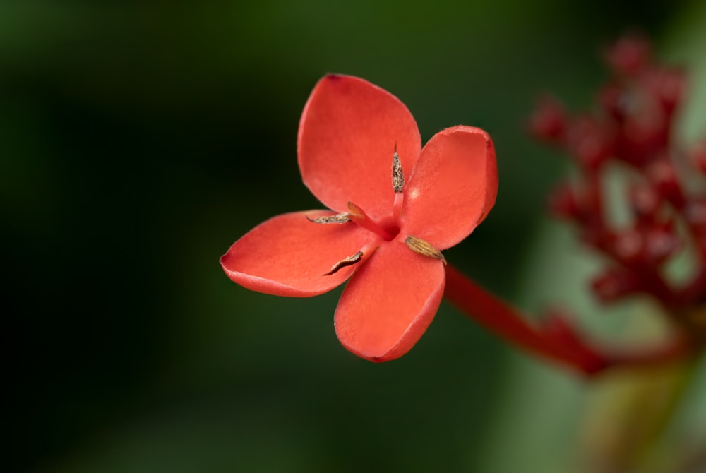 a close up of a flower with a blurry background