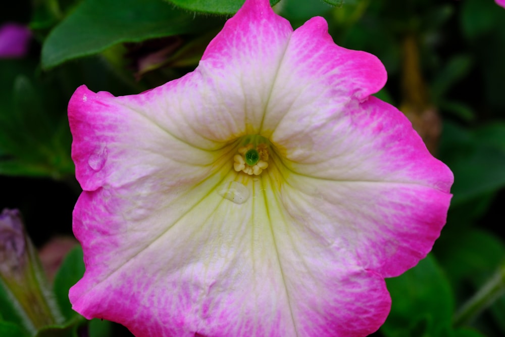 a pink and white flower with green leaves