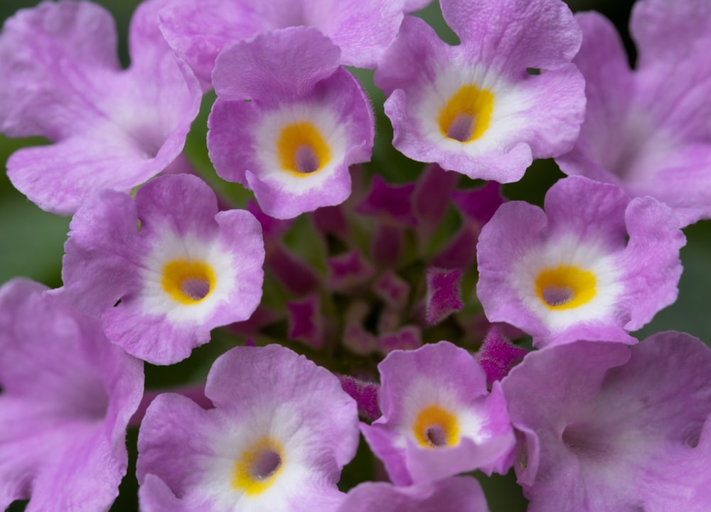 un primo piano di un fiore viola con centro giallo