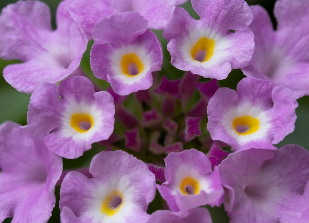 a close up of a purple flower with yellow center