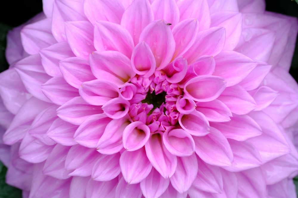 a close up of a large pink flower