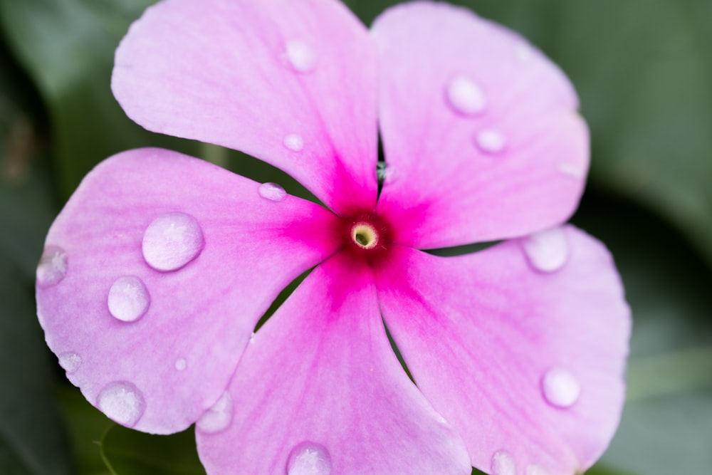 un fiore rosa con gocce d'acqua su di esso
