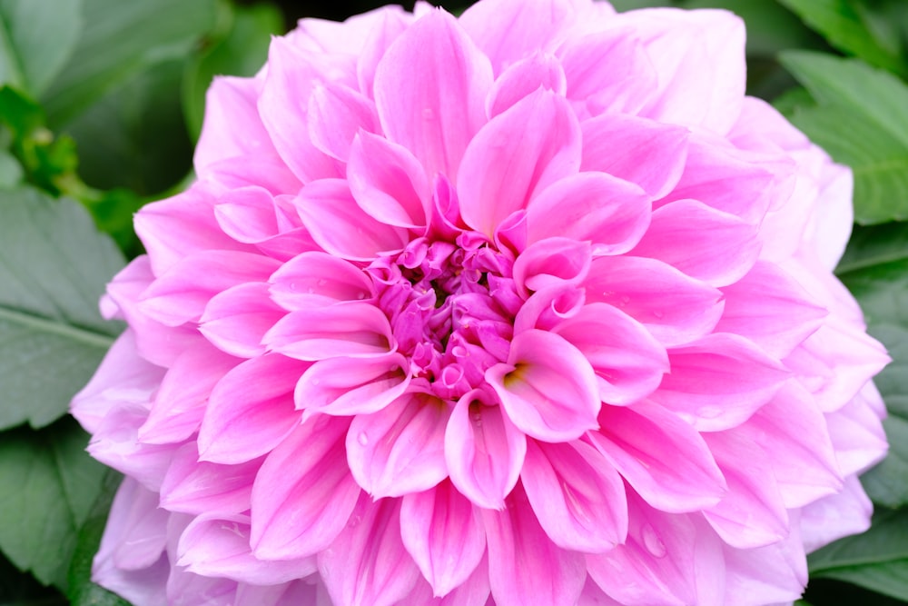 a pink flower with green leaves around it