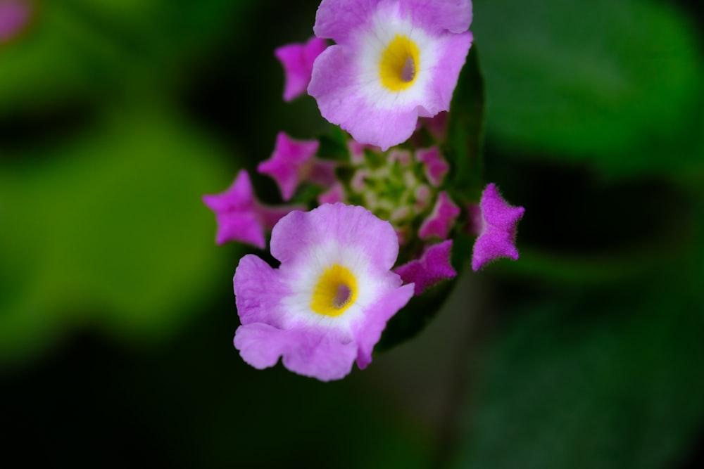 Nahaufnahme einer violetten Blume mit grünen Blättern