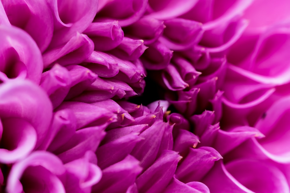 uma vista de perto de uma flor roxa