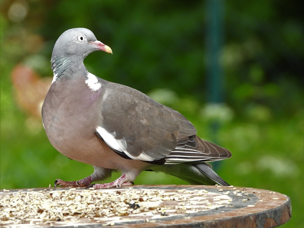 a pigeon sitting on top of a wooden table