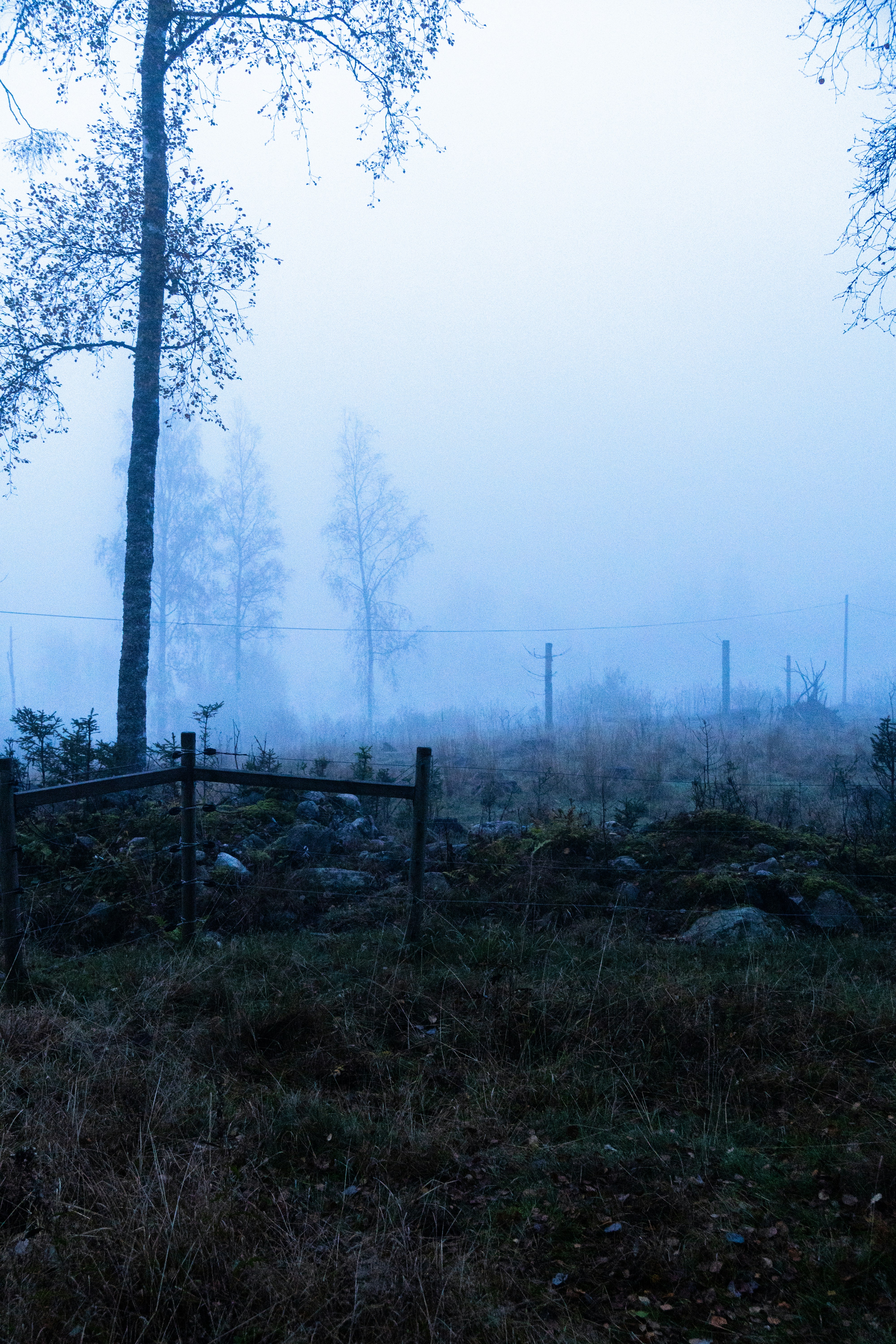 a foggy field with a fence and trees