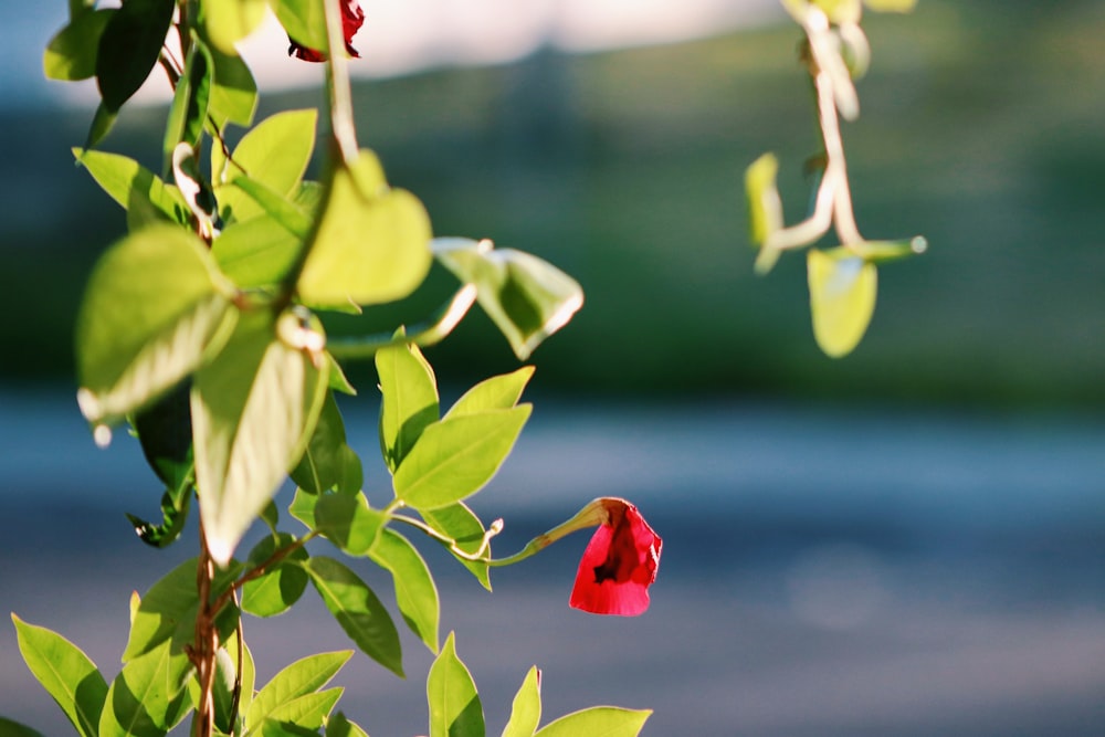 a red flower that is growing on a tree