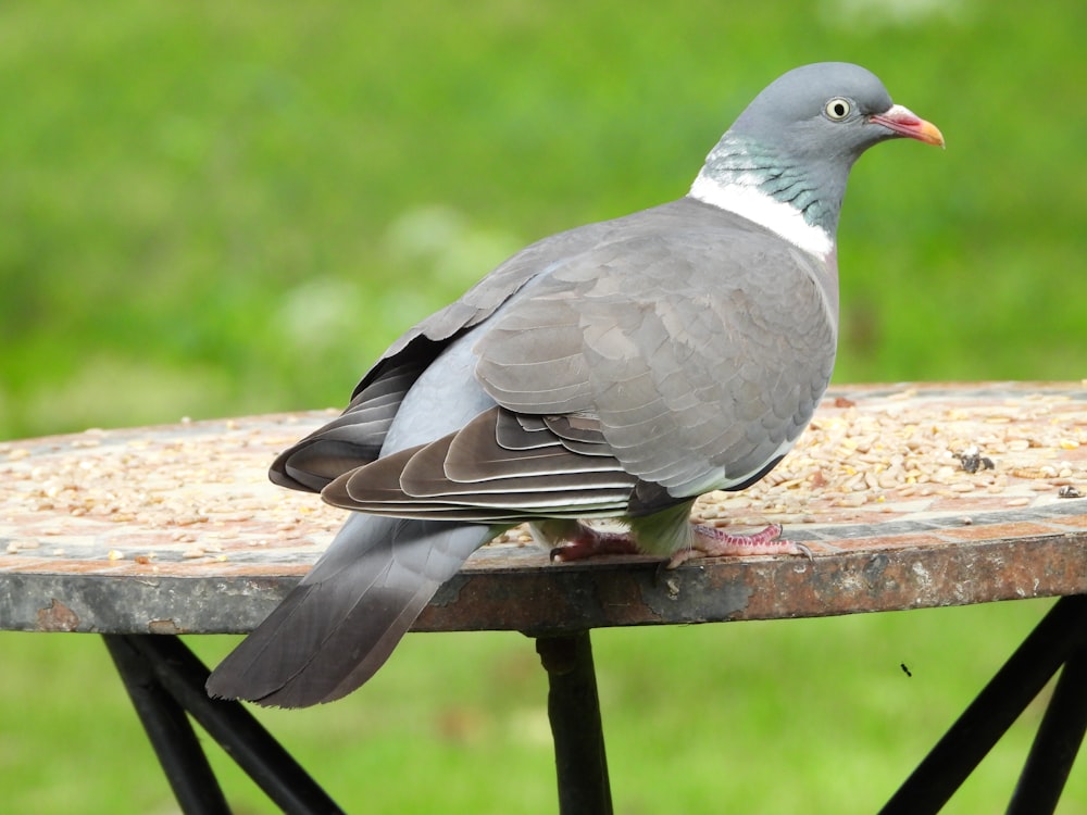 a pigeon sitting on top of a metal table