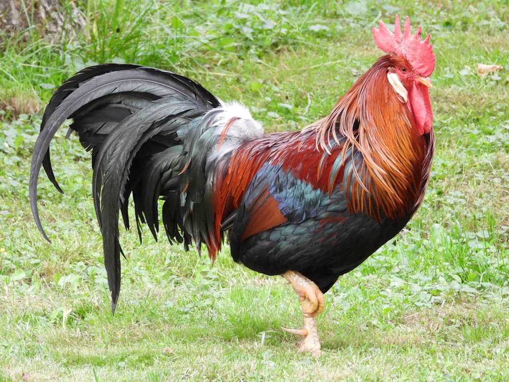 a rooster is walking in the grass