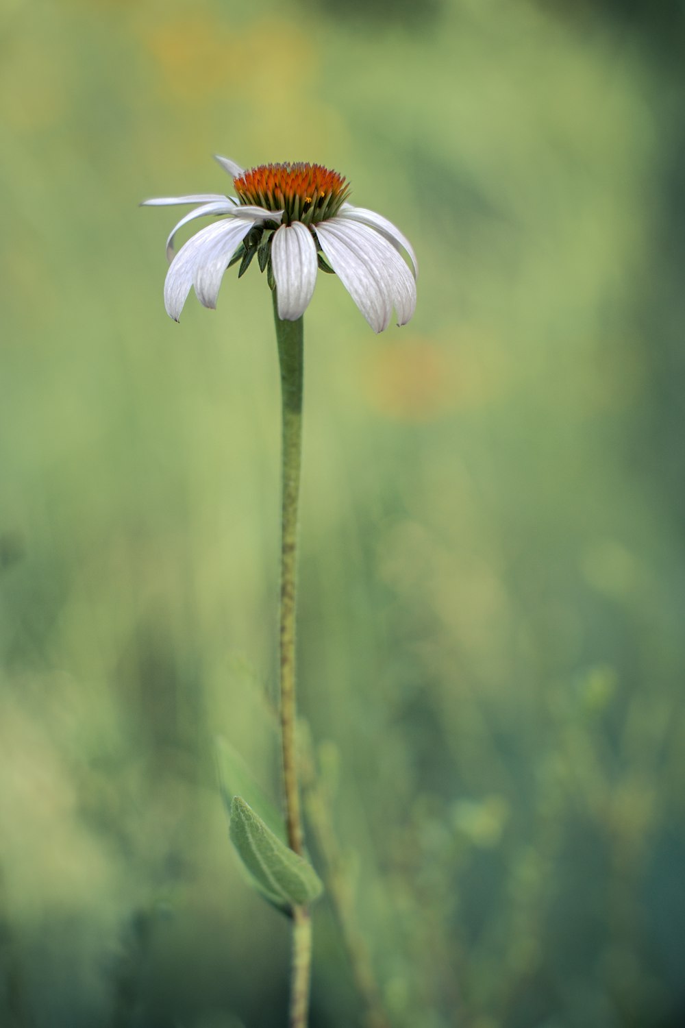 a single white flower with a red center