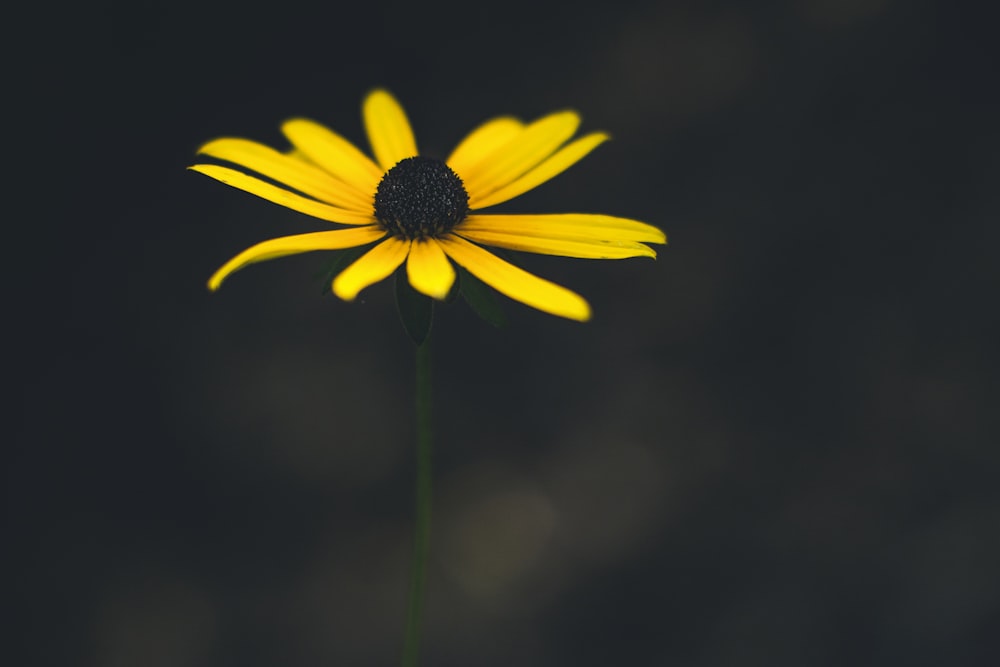 a close up of a yellow flower on a black background