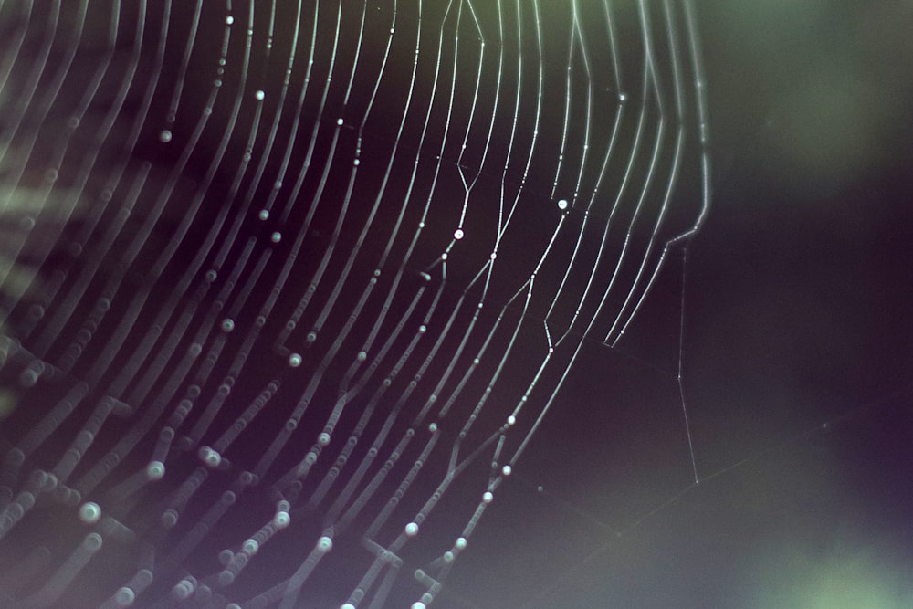 a spider web with drops of water on it