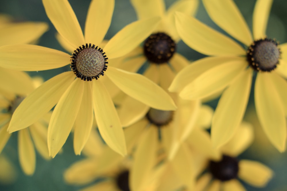 a bunch of yellow flowers with black centers