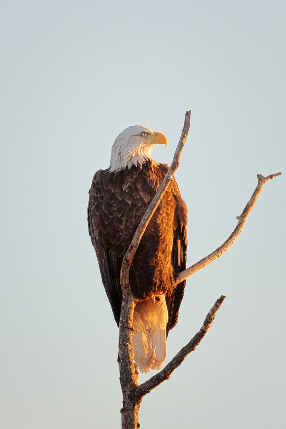 a bald eagle sitting on top of a tree branch