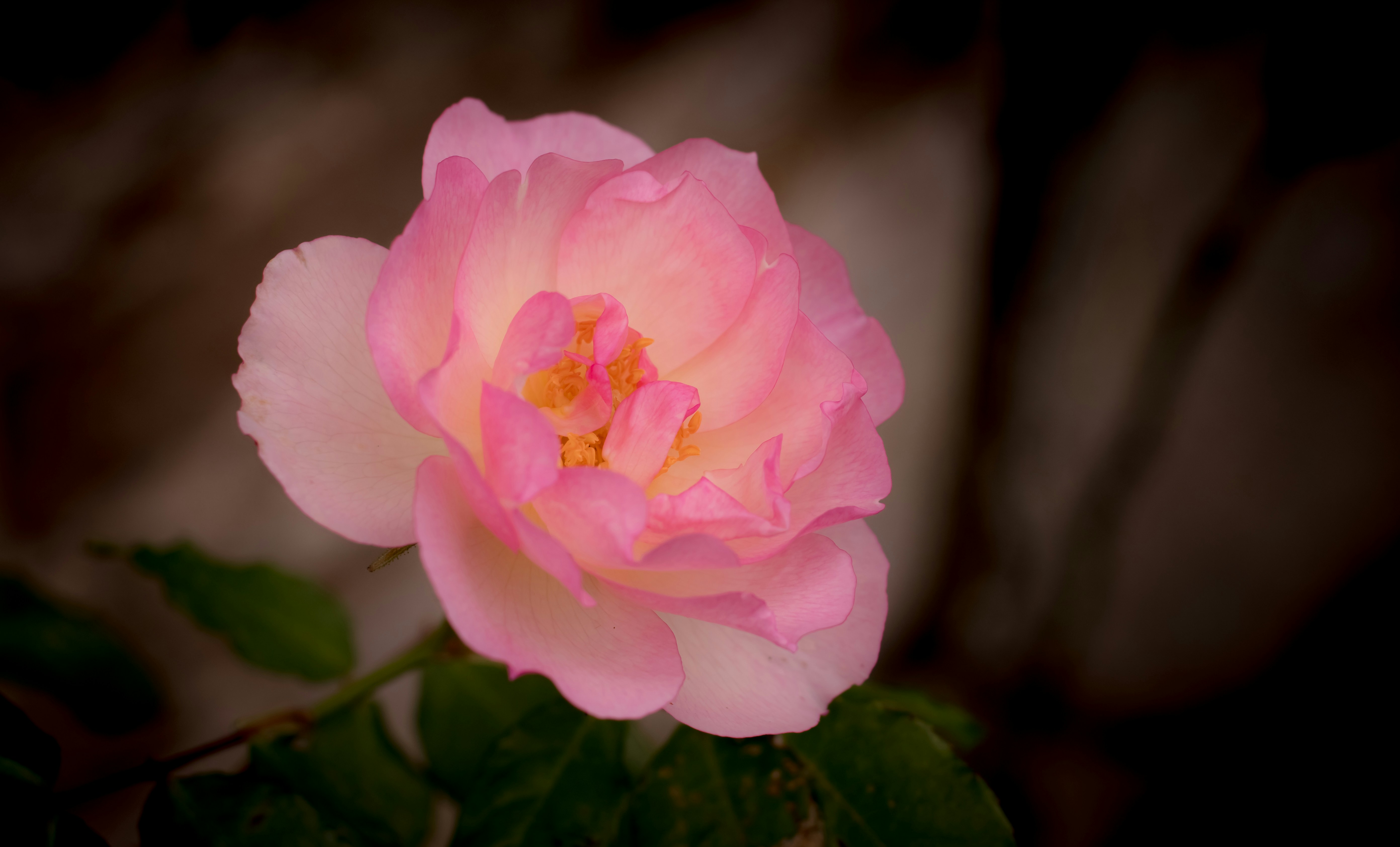 Photo by lovelyscape