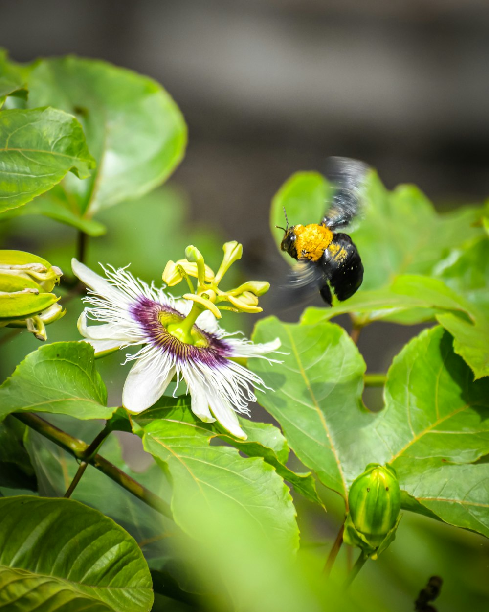 白い花の上を飛ぶ黄色と黒の蜂