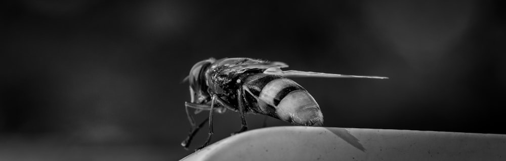 a black and white photo of a bee on a table