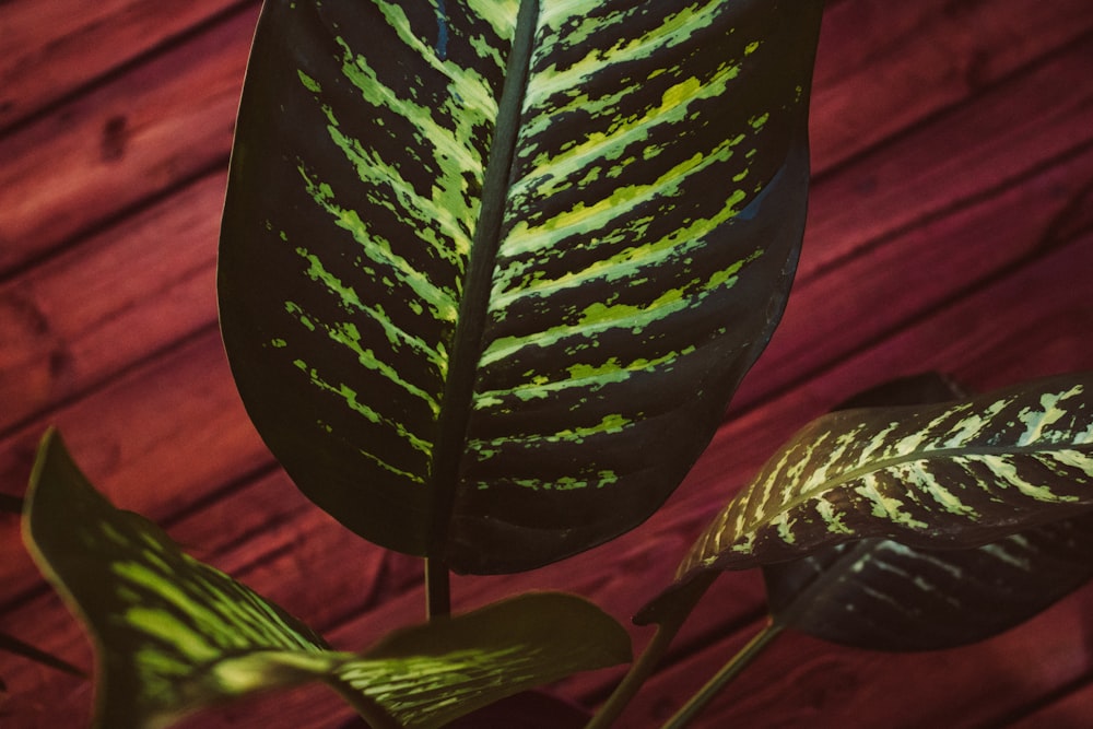 a green and black leaf on top of a wooden table