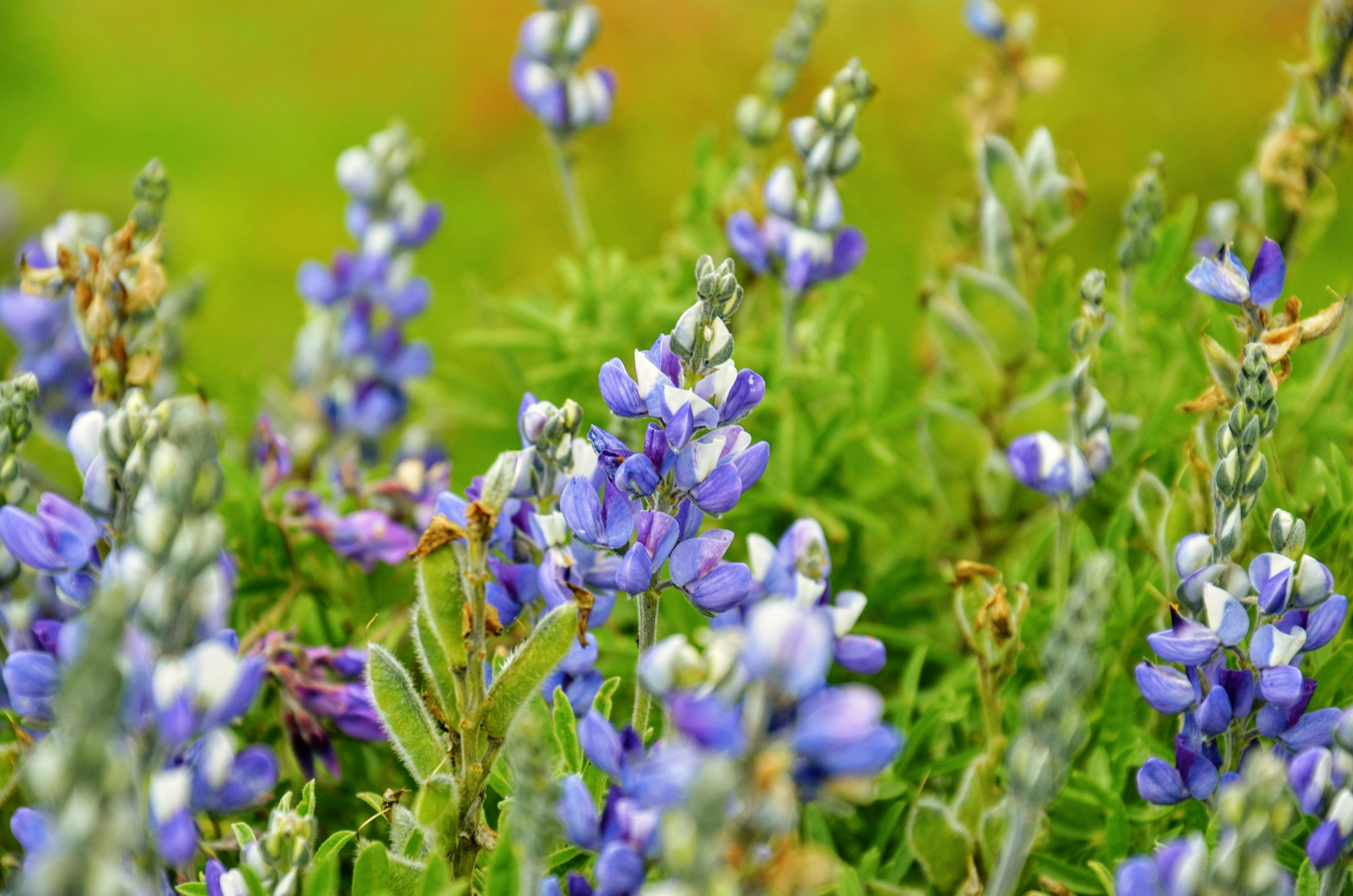 Photo by mauricio_munoz_del