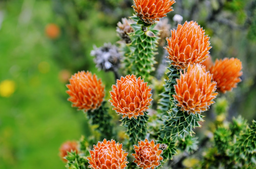 a close up of an orange flower on a plant