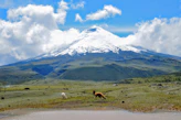 two horses grazing in a field with a mountain in the background