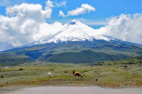 Picture by Mauricio Muñoz
