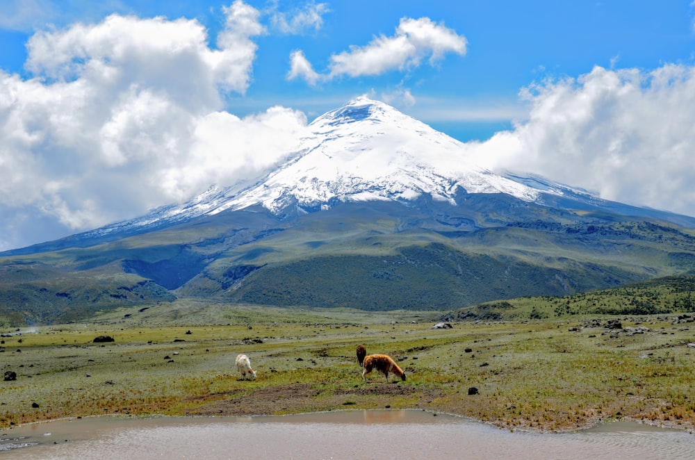 two horses grazing in a field with a mountain in the background