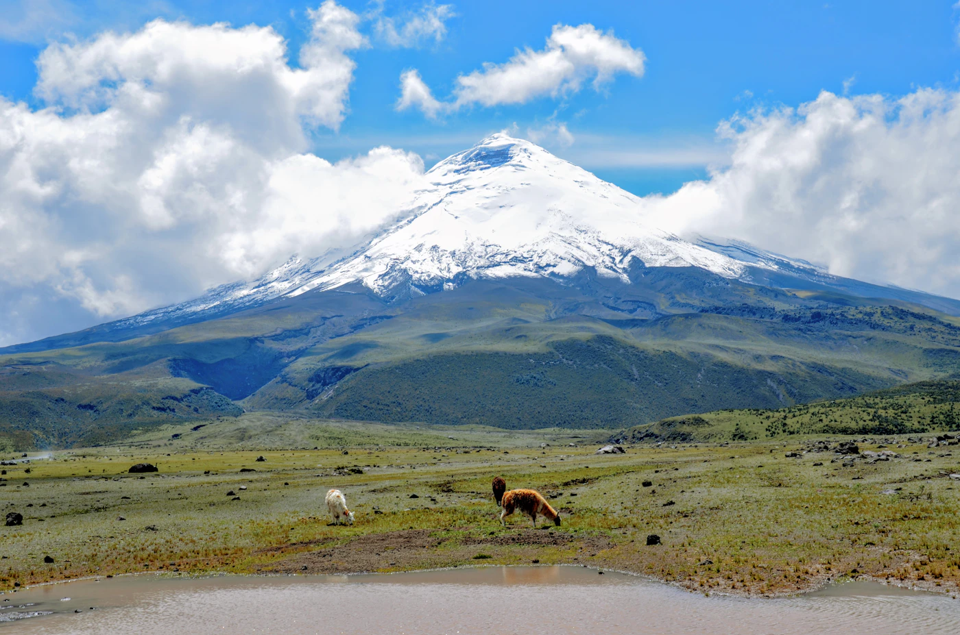 The snow-capped cone of Cotopaxi volcano above the Ecuadorian highlands with grazing llamas