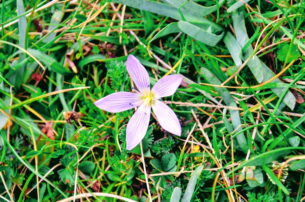 a single purple flower sitting in the grass
